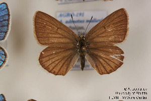  (Polyommatus admetus - Agro-191)  @12 [ ] Copyright (2011) University of Florida, FMNH - McGuire Center University of Florida, FMNH - McGuire Center