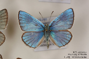  (Polyommatus lukhtanovi - Agro-193)  @13 [ ] Copyright (2011) University of Florida, FMNH - McGuire Center University of Florida, FMNH - McGuire Center