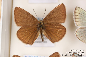  (Polyommatus lorestanus - Agro-222)  @12 [ ] Copyright (2011) University of Florida, FMNH - McGuire Center University of Florida, FMNH - McGuire Center