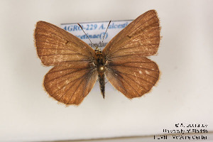  (Polyommatus alcestis - Agro-229)  @14 [ ] Copyright (2011) University of Florida, FMNH - McGuire Center University of Florida, FMNH - McGuire Center