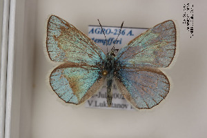  (Polyommatus stempfferi - Agro-236)  @14 [ ] Copyright (2011) University of Florida, FMNH - McGuire Center University of Florida, FMNH - McGuire Center