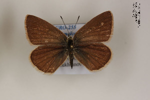 (Polyommatus menalcas - Agro-255)  @13 [ ] Copyright (2011) University of Florida, FMNH - McGuire Center University of Florida, FMNH - McGuire Center