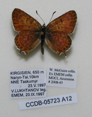  ( - CCDB-05723 A12)  @13 [ ] Copyright (2011) University of Florida, FMNH - McGuire Center University of Florida, FMNH - McGuire Center