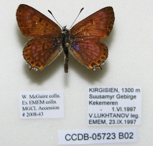  ( - CCDB-05723 B02)  @14 [ ] Copyright (2011) University of Florida, FMNH - McGuire Center University of Florida, FMNH - McGuire Center