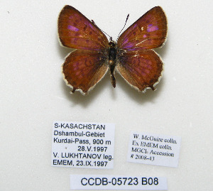  ( - CCDB-05723 B08)  @13 [ ] Copyright (2011) University of Florida, FMNH - McGuire Center University of Florida, FMNH - McGuire Center