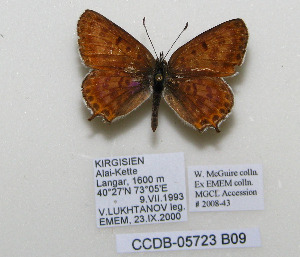  ( - CCDB-05723 B09)  @13 [ ] Copyright (2011) University of Florida, FMNH - McGuire Center University of Florida, FMNH - McGuire Center