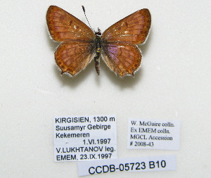  ( - CCDB-05723 B10)  @13 [ ] Copyright (2011) University of Florida, FMNH - McGuire Center University of Florida, FMNH - McGuire Center