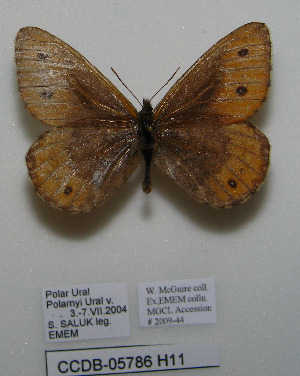  ( - CCDB-05786 H11)  @12 [ ] Copyright (2012) University of Florida, FMNH - McGuire Center University of Florida, FMNH - McGuire Center