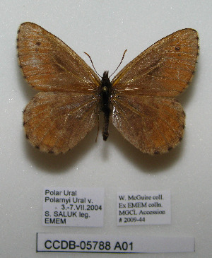  ( - CCDB-05788 A01)  @12 [ ] Copyright (2012) University of Florida, FMNH - McGuire Center University of Florida, FMNH - McGuire Center