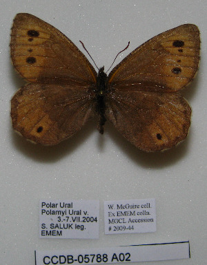  ( - CCDB-05788 A02)  @12 [ ] Copyright (2012) University of Florida, FMNH - McGuire Center University of Florida, FMNH - McGuire Center