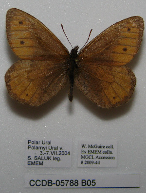  ( - CCDB-05788 B05)  @12 [ ] Copyright (2012) University of Florida, FMNH - McGuire Center University of Florida, FMNH - McGuire Center