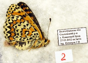  (Melitaea trivia 02 - CCDB-17947 A08)  @13 [ ] Copyright (2013) coll. V. Tikhonov coll. V. Tikhonov