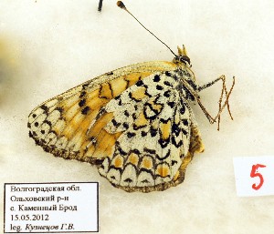  (Melitaea ornata 05 - CCDB-17947 A11)  @12 [ ] Copyright (2013) coll. V. Tikhonov coll. V. Tikhonov