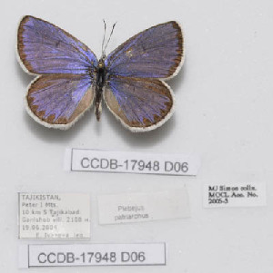  (Plebejus patriarchus - CCDB-17948 D06)  @13 [ ] Copyright (2013) Zoological Institute of the Russian Academy of Science Zoological Institute of the Russian Academy of Science
