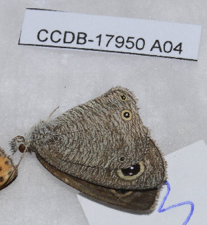  ( - CCDB-17950 A04)  @12 [ ] Copyright (2014) Zoological Institute of the Russian Academy of Science Zoological Institute of the Russian Academy of Science