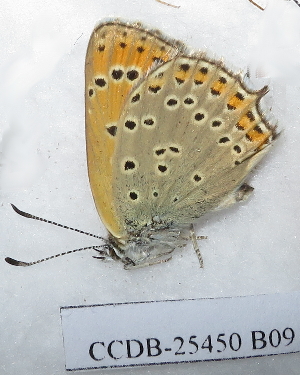  (Lycaena asabinus - CCDB-25450 B09)  @12 [ ] Copyright (2015) Zoological Institute of the Russian Academy of Science Zoological Institute of the Russian Academy of Science