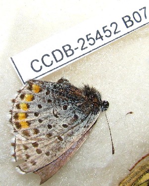  ( - CCDB-25452 B07)  @11 [ ] Copyright (2016) Zoological Institute of the Russian Academy of Science Zoological Institute of the Russian Academy of Science