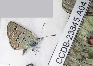  ( - CCDB-23845 A04)  @11 [ ] Copyright (2018) Zoological Institute of the Russian Academy of Science Zoological Institute of the Russian Academy of Science
