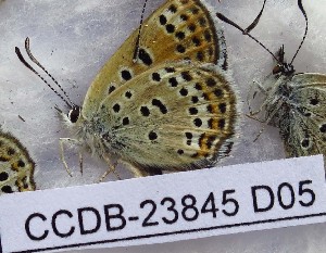  (Hyrcanana pamira - CCDB-23845 D05)  @12 [ ] Copyright (2018) Zoological Institute of the Russian Academy of Science Zoological Institute of the Russian Academy of Science
