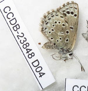  ( - CCDB-23848 D04)  @11 [ ] Copyright (2018) Zoological Institute of the Russian Academy of Science Zoological Institute of the Russian Academy of Science