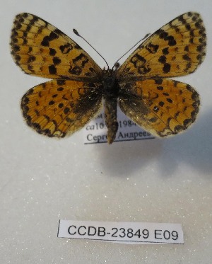  (Melitaea didymina - CCDB-23849 E09)  @11 [ ] Copyright (2019) Zoological Institute of the Russian Academy of Science Zoological Institute of the Russian Academy of Science