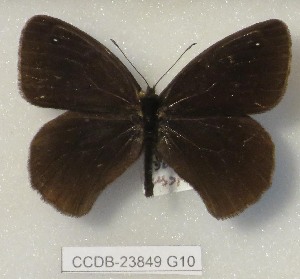  (Paralasa nero - CCDB-23849 G10)  @11 [ ] Copyright (2019) Zoological Institute of the Russian Academy of Science Zoological Institute of the Russian Academy of Science