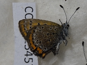  ( - CCDB-25457 E08)  @12 [ ] Copyright (2016) Zoological Institute of the Russian Academy of Science Zoological Institute of the Russian Academy of Science