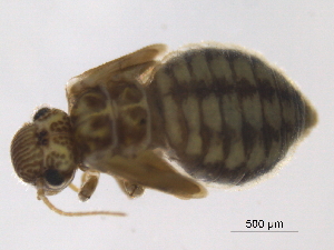  ( - BIOUG16751-G04)  @12 [ ] CreativeCommons - Attribution (2014) Centre for Biodiversity Genomics Centre for Biodiversity Genomics