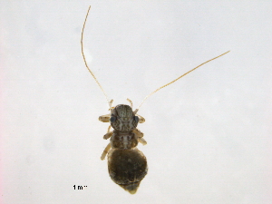  (Camelopsocus - BIOUG16751-G08)  @11 [ ] CreativeCommons - Attribution (2014) Centre for Biodiversity Genomics Centre for Biodiversity Genomics