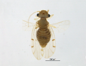  ( - BIOUG16751-H02)  @13 [ ] CreativeCommons - Attribution (2014) Centre for Biodiversity Genomics Centre for Biodiversity Genomics