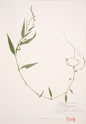  ( - JH 011)  @11 [ ] Copyright (2009) Steven Newmaster University of Guelph BIO Herbarium