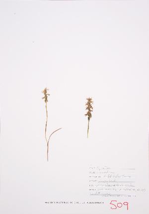  (Spiranthes romanzoffiana - UD 032)  @11 [ ] Copyright (2009) Steven Newmaster University of Guelph BIO Herbarium