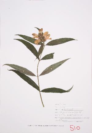  ( - UD 033)  @11 [ ] Copyright (2009) Steven Newmaster University of Guelph BIO Herbarium