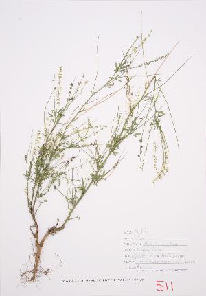  ( - UD 030)  @11 [ ] Copyright (2009) Steven Newmaster University of Guelph BIO Herbarium