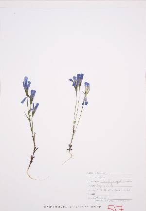  ( - UD 031)  @11 [ ] Copyright (2009) Steven Newmaster University of Guelph BIO Herbarium