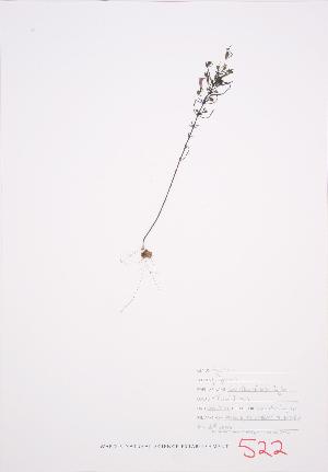  (Agalinis paupercula - JH 006)  @11 [ ] Copyright (2009) Steven Newmaster University of Guelph BIO Herbarium