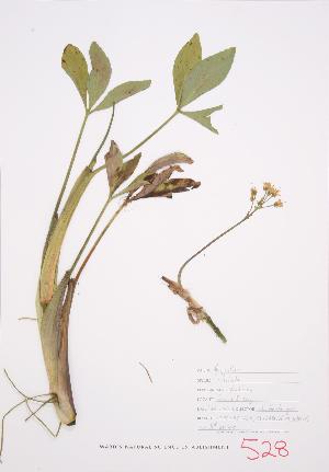  ( - JH 005)  @11 [ ] Copyright (2009) Steven Newmaster University of Guelph BIO Herbarium