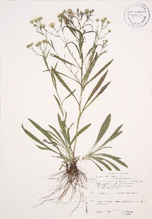  ( - JAG 0241)  @11 [ ] Copyright (2009) Steven Newmaster University of Guelph BIO Herbarium