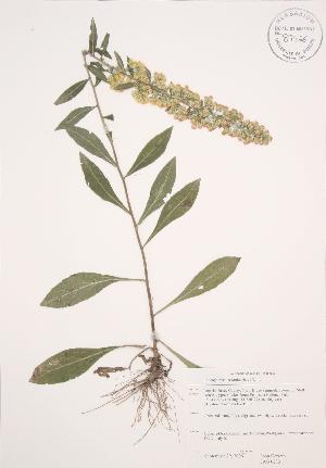  ( - JAG 0233)  @11 [ ] Copyright (2009) Steven Newmaster University of Guelph BIO Herbarium