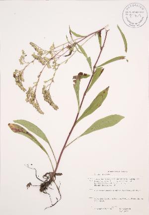  ( - JAG 0225)  @11 [ ] Copyright (2009) Steven Newmaster University of Guelph BIO Herbarium