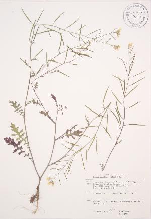  ( - JAG 0243)  @11 [ ] Copyright (2009) Steven Newmaster University of Guelph BIO Herbarium