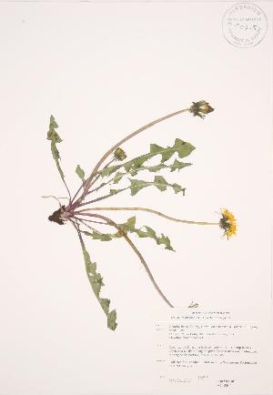  ( - JAG 0464)  @11 [ ] Copyright (2009) Steven Newmaster University of Guelph BIO Herbarium