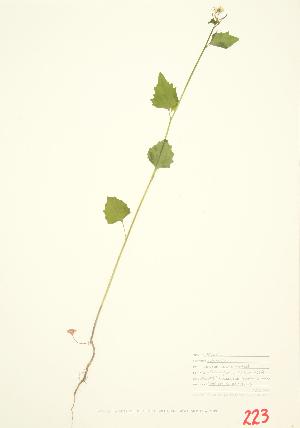  ( - MMD 001)  @11 [ ] Copyright (2009) Steven Newmaster University of Guelph BIO Herbarium