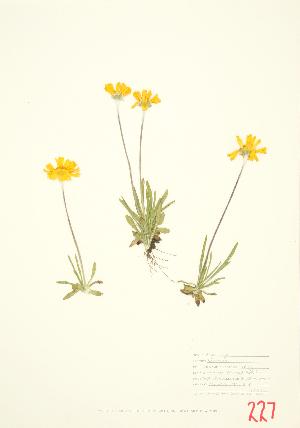  (Tetraneuris - MMD 002)  @11 [ ] Copyright (2009) Steven Newmaster University of Guelph BIO Herbarium