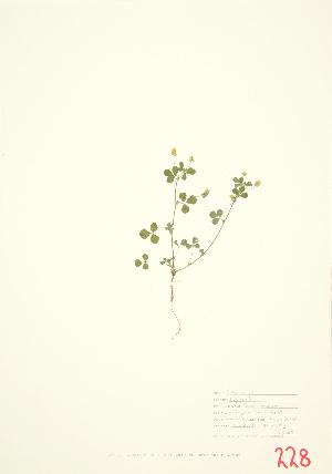  ( - UD 009)  @11 [ ] Copyright (2009) Steven Newmaster University of Guelph BIO Herbarium