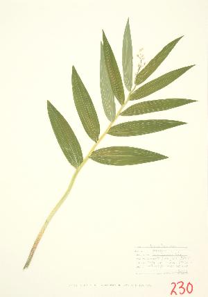  ( - JEM 012)  @11 [ ] Copyright (2009) Steven Newmaster University of Guelph BIO Herbarium