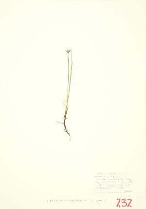 ( - UD 004)  @11 [ ] Copyright (2009) Steven Newmaster University of Guelph BIO Herbarium