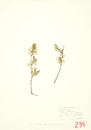  (Prunus pumila var. pumila - MMD 005)  @11 [ ] Copyright (2009) Steven Newmaster University of Guelph BIO Herbarium