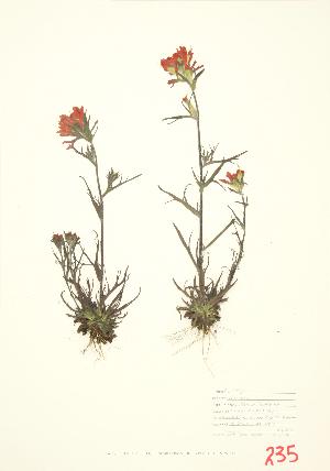  (Castilleja coccinea - MMD 003)  @11 [ ] Copyright (2009) Steven Newmaster University of Guelph BIO Herbarium
