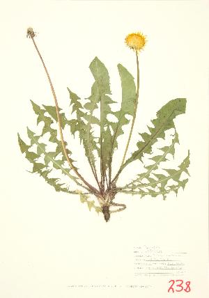  ( - UD 001)  @11 [ ] Copyright (2009) Steven Newmaster University of Guelph BIO Herbarium